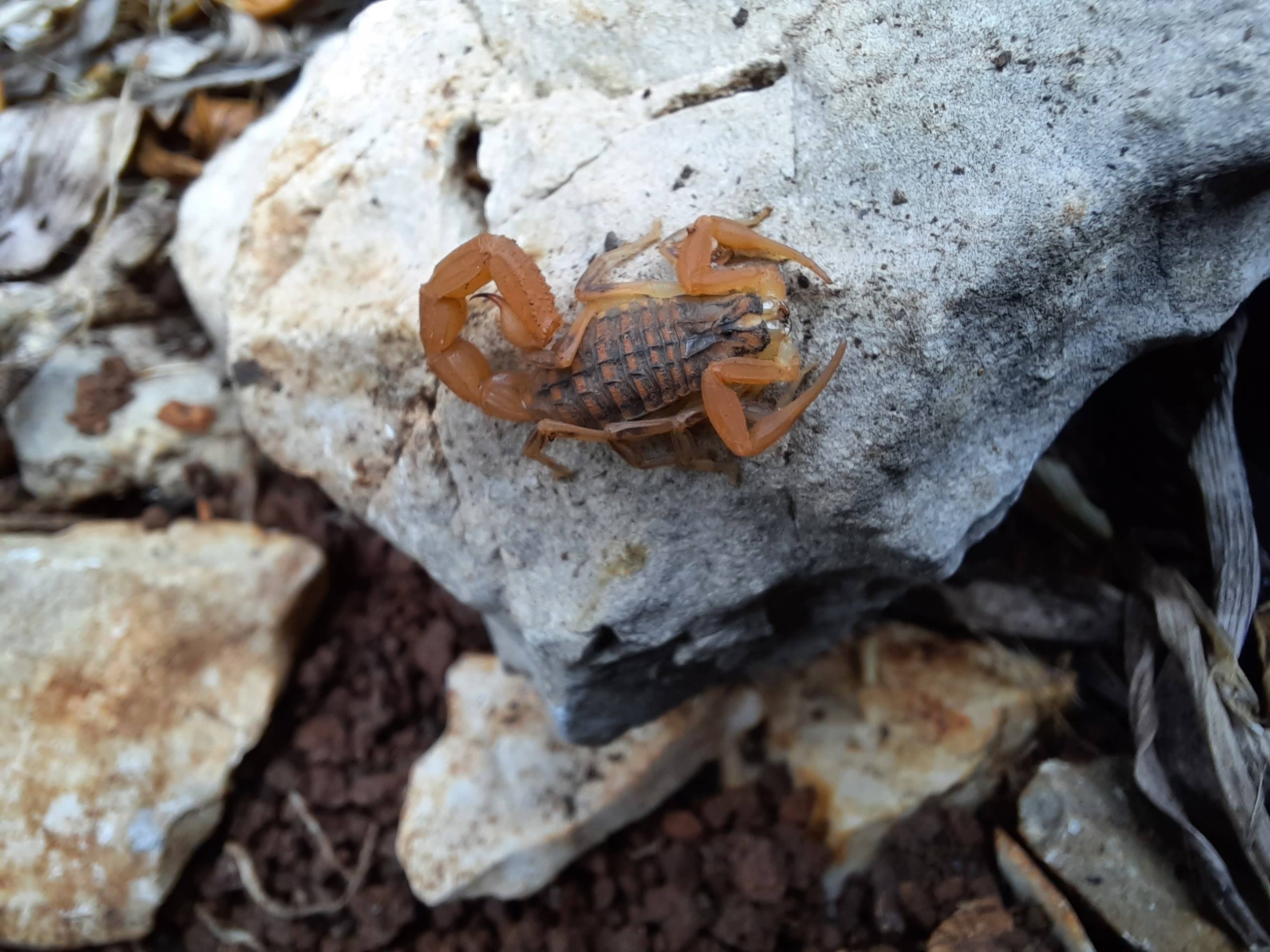 Faunareise Montenegro Impression 11