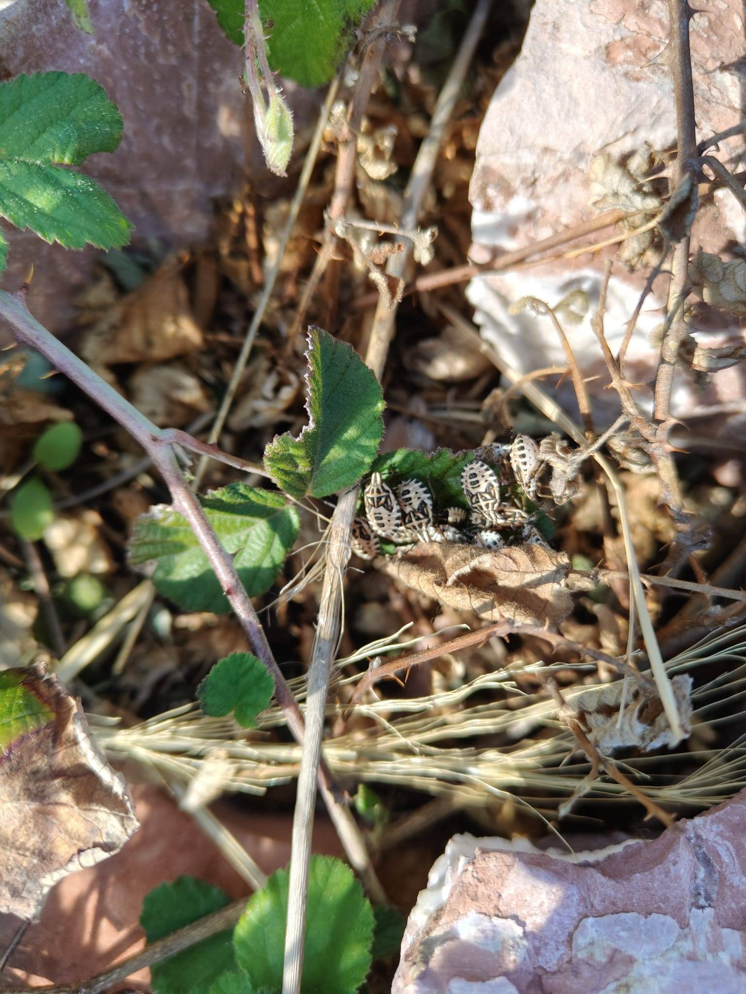 Faunareise Montenegro Impression 15