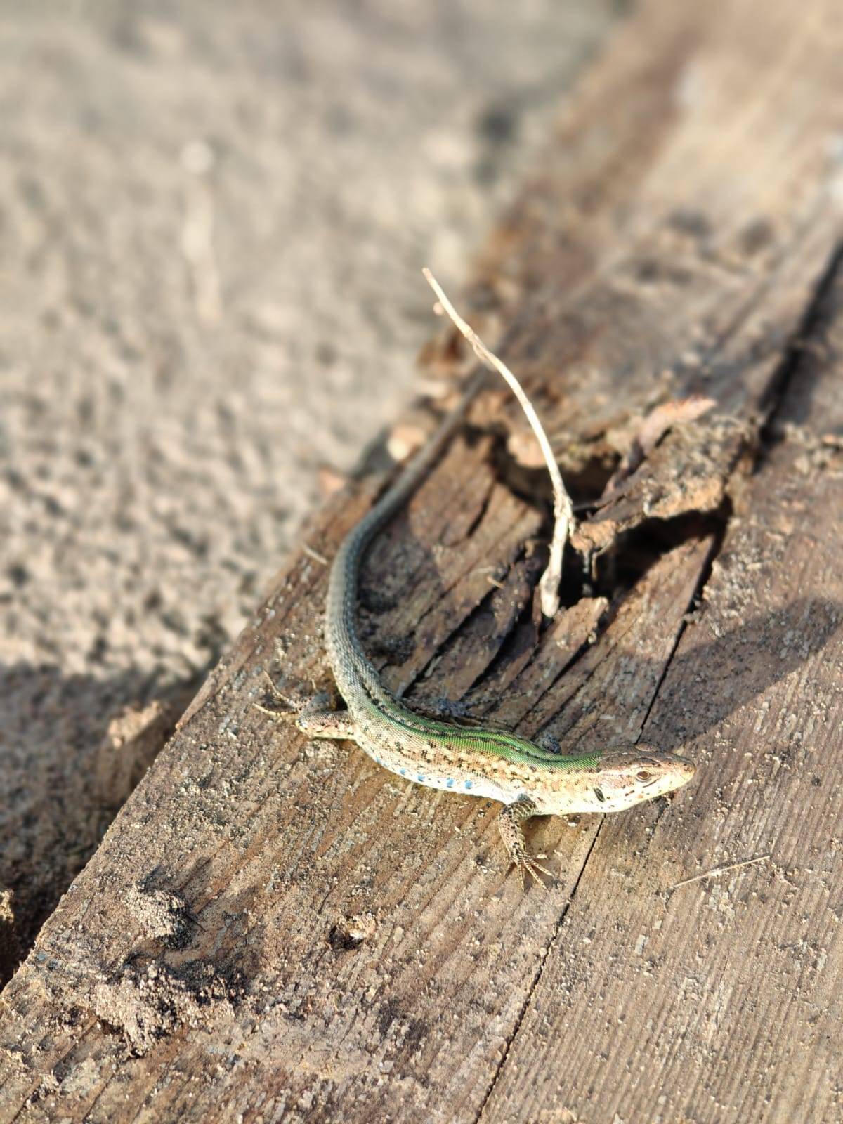 Faunareise Montenegro Impression 24