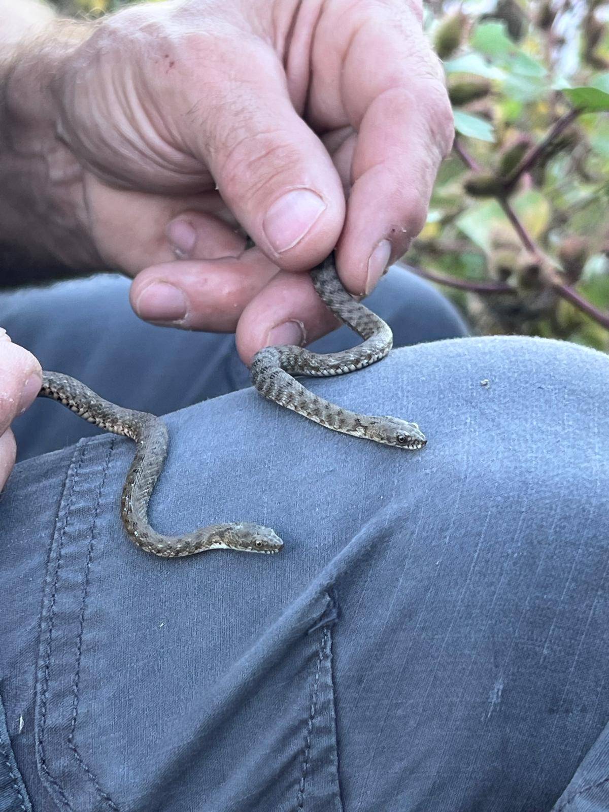 Faunareise Montenegro Impression 28