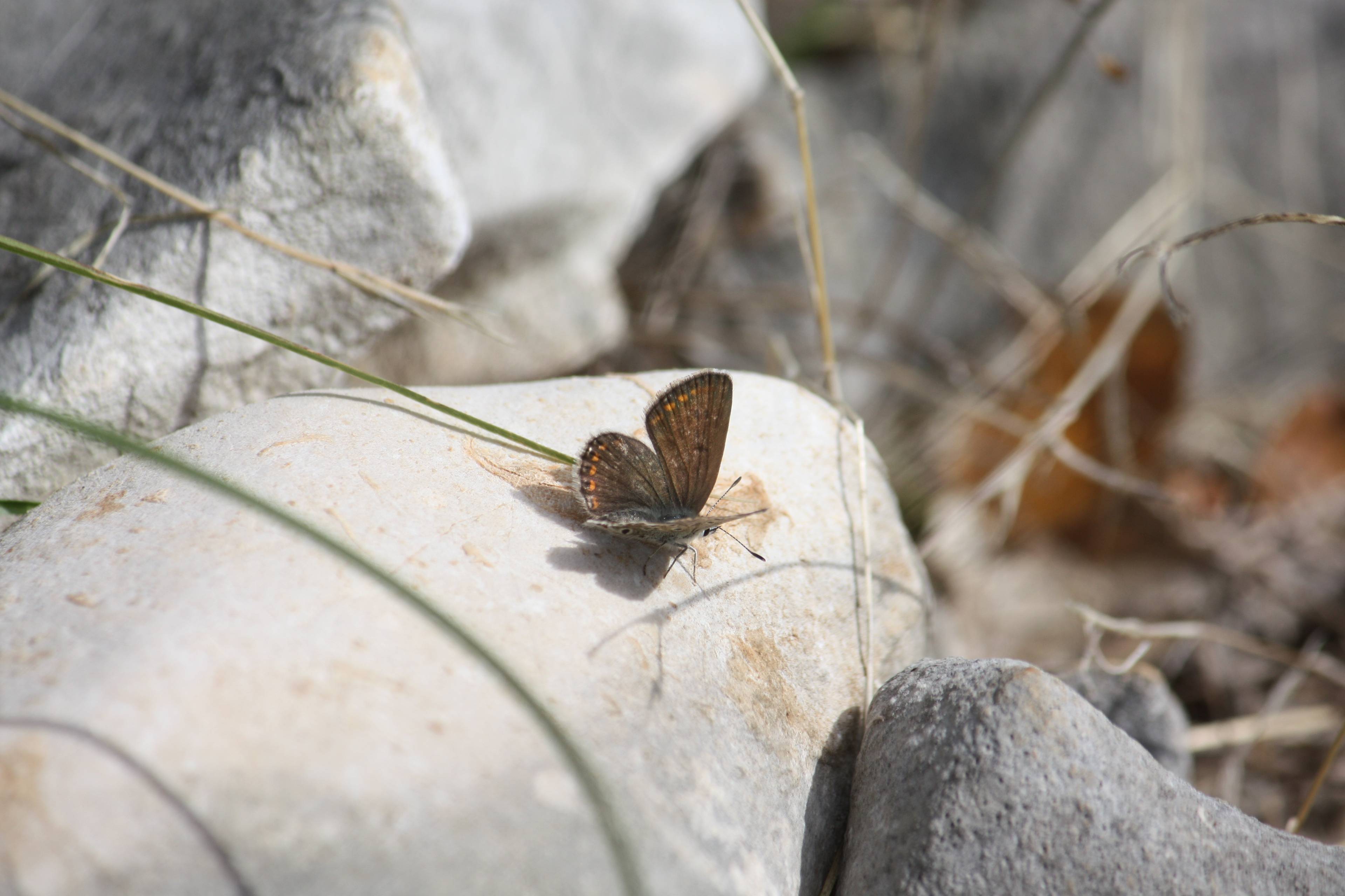 Faunareise Montenegro Impression 57