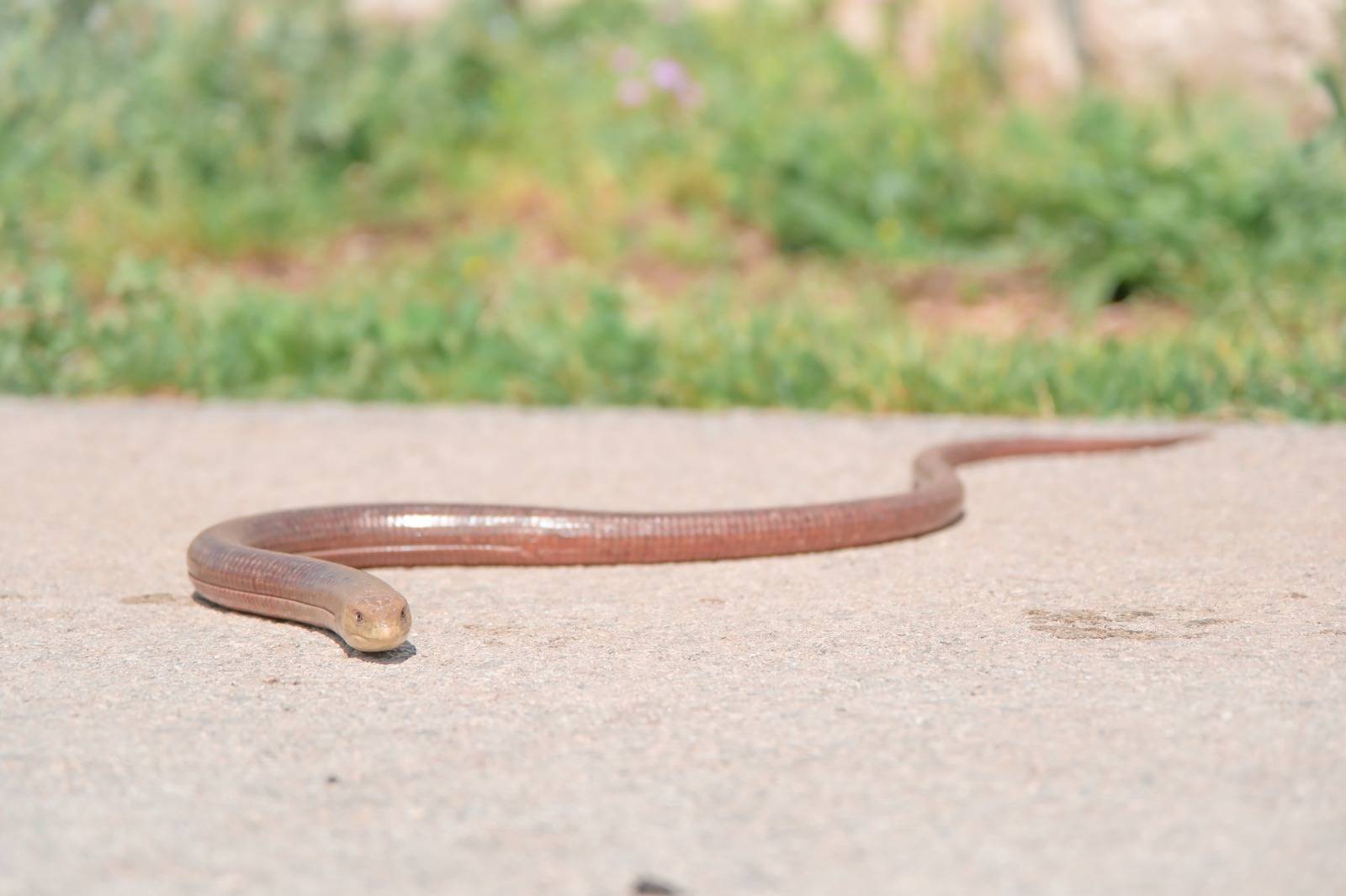 Faunareise Montenegro Impression 72