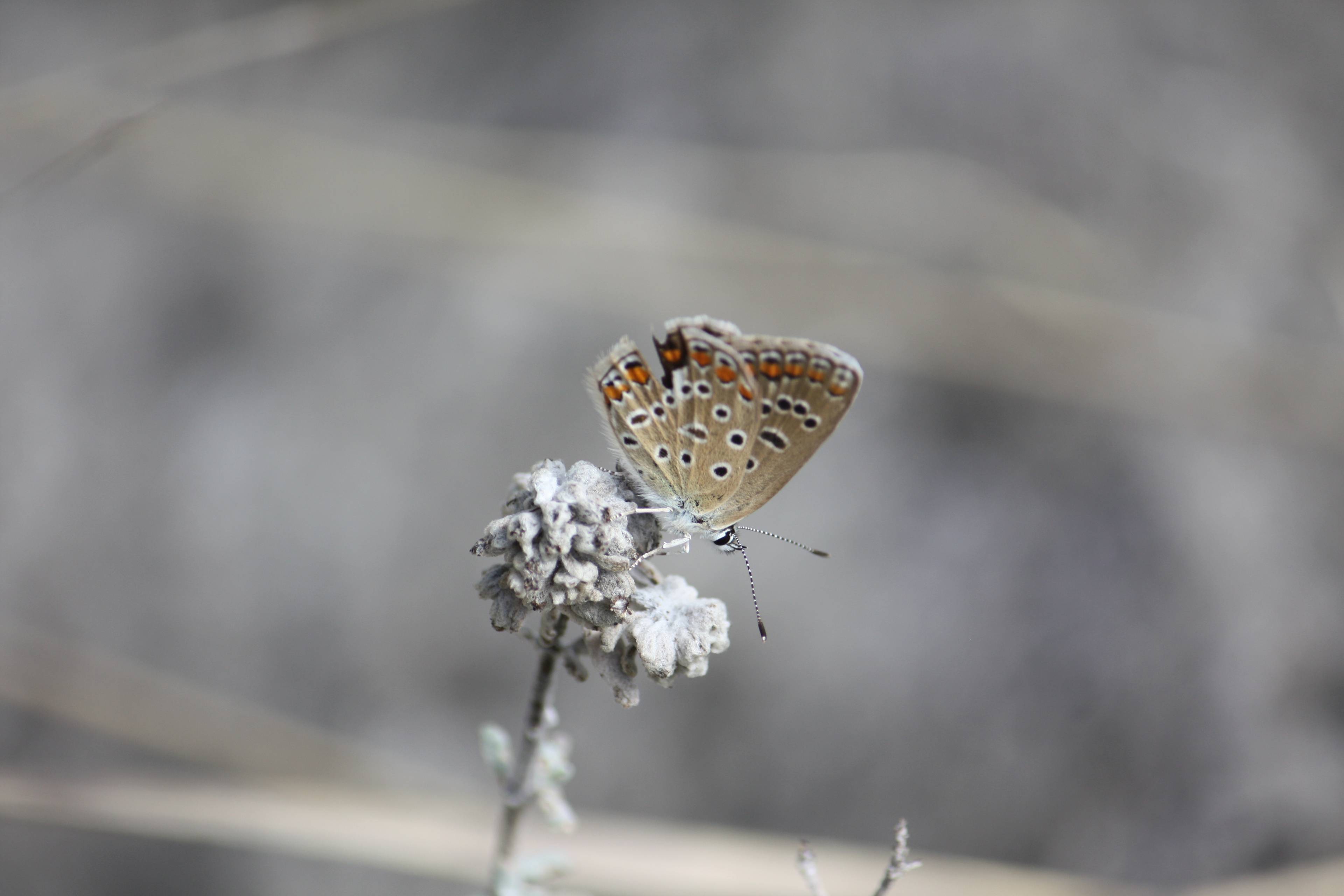 Faunareise Montenegro Impression 78