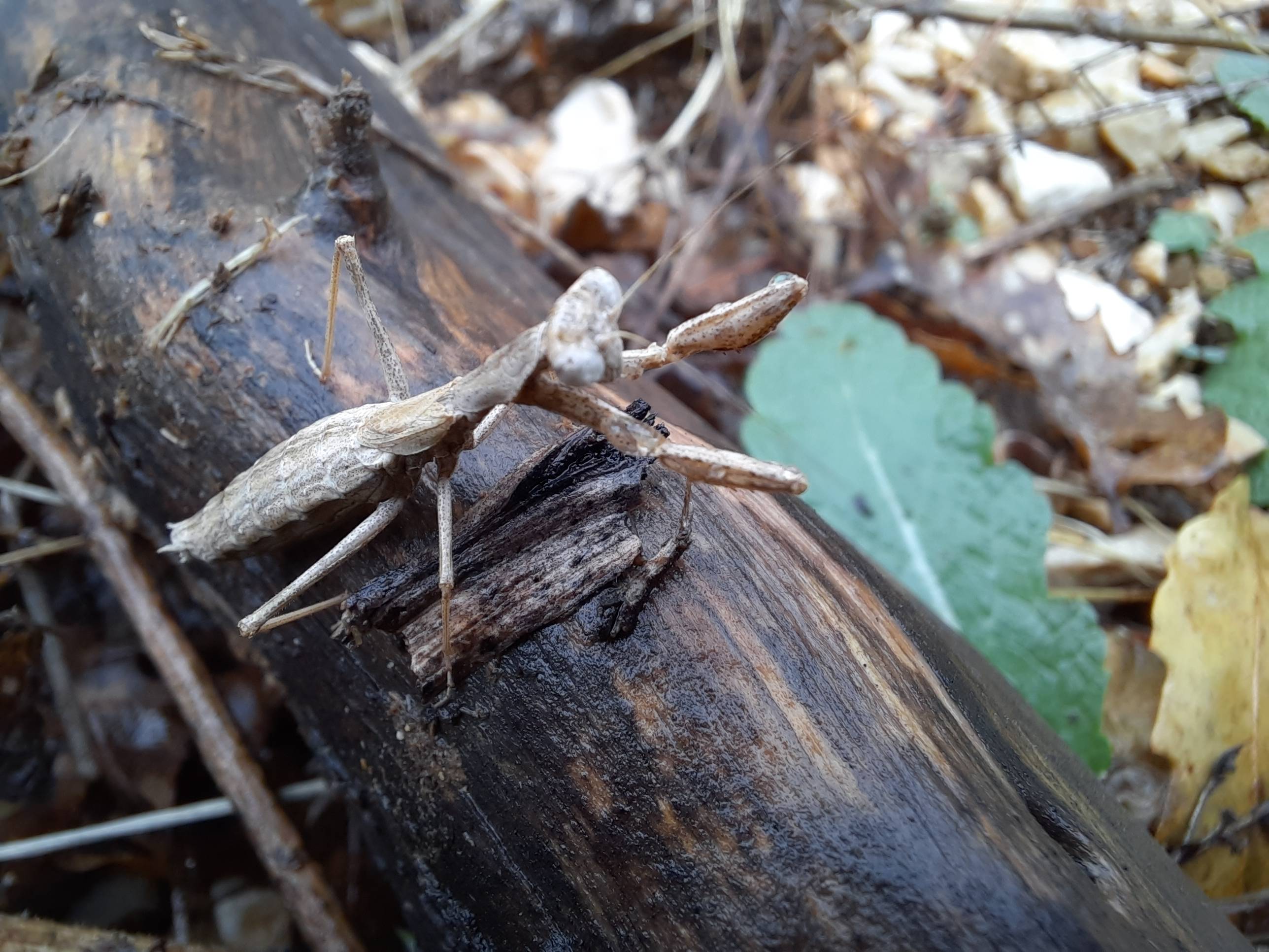 Faunareise Montenegro Impression 8