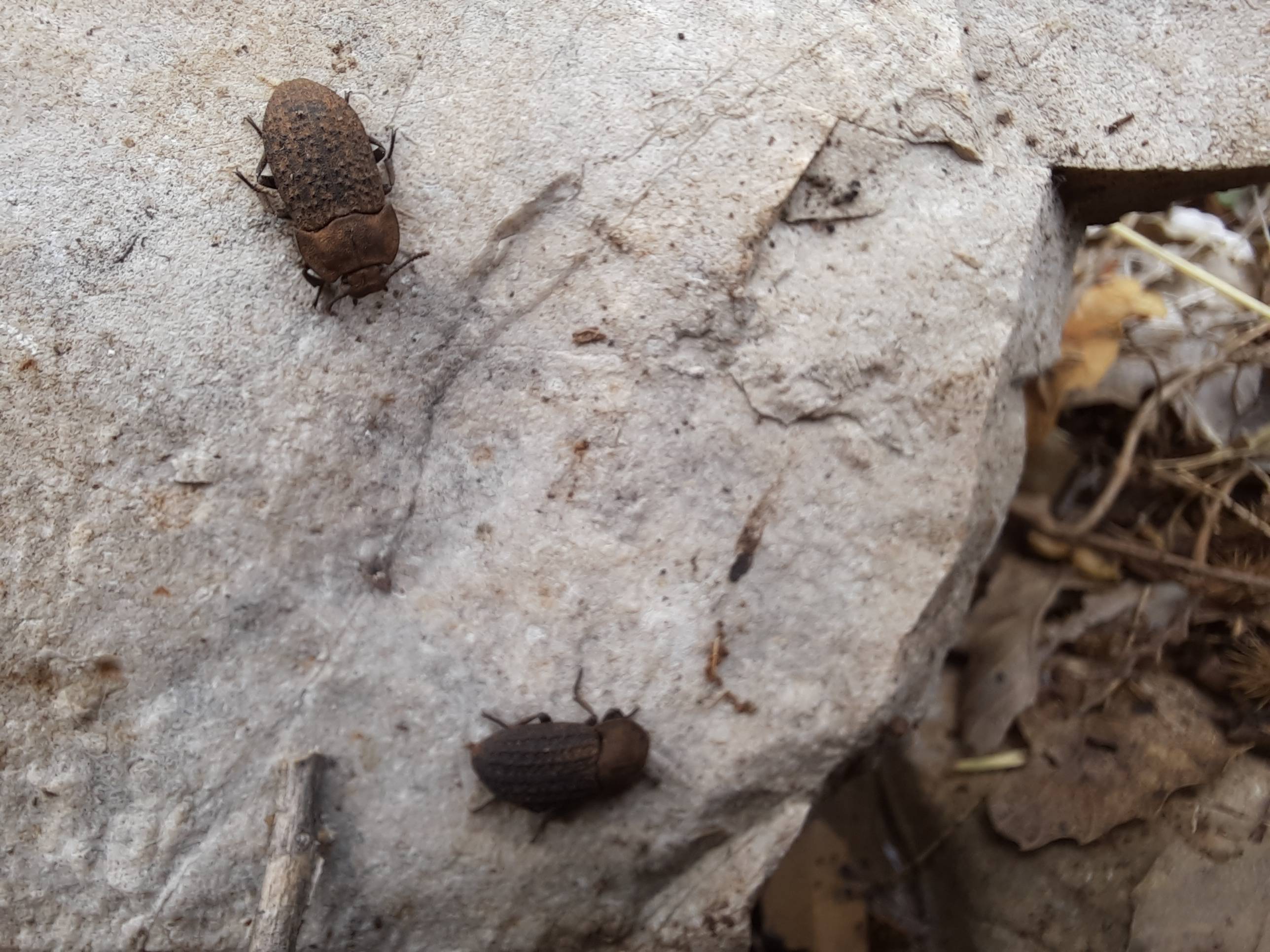 Faunareise Montenegro Impression 9